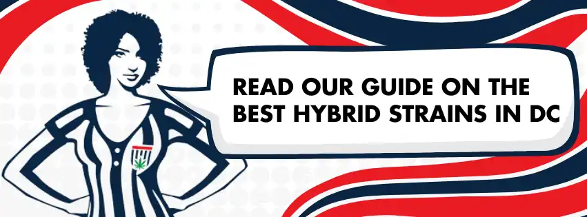 Hybrid Cannabis Strains in Washington DC presented by Weed Locker