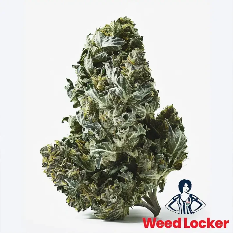 Northern Lights Cannabis Nug WeedLocker