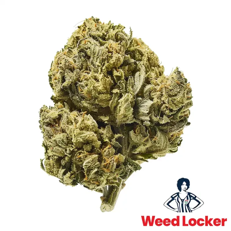 OG Kush Hybrid Cannabis Strains Washington DC