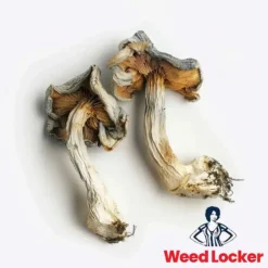 Magic Mushroom Delivery in Washington DC