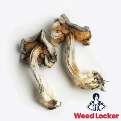 Magic Mushroom Delivery in Washington DC